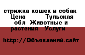 стрижка кошек и собак › Цена ­ 300 - Тульская обл. Животные и растения » Услуги   